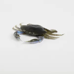 Savage Gear 3D Crab PVC Blue Crab krāsa