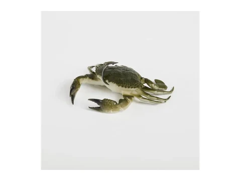 Savage Gear Toughtec Crab krabis Green Crab krāsā