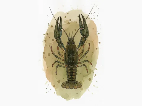 Platspīļu vēzis - sugas zīmējums